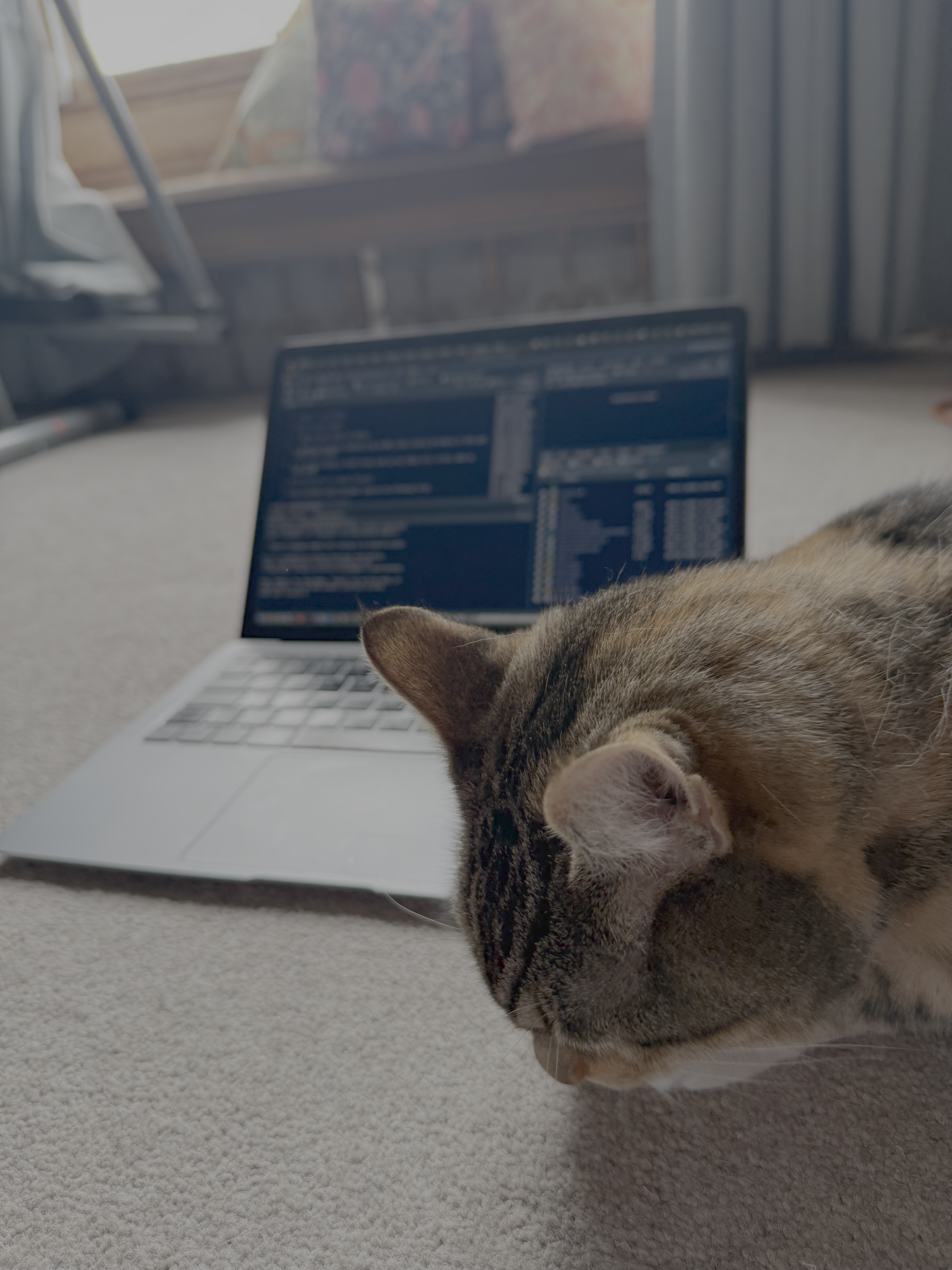 A picture of a beautiful tabby cat sitting in front of a laptop on a carpet, with sunlight streaming in through bay windows.