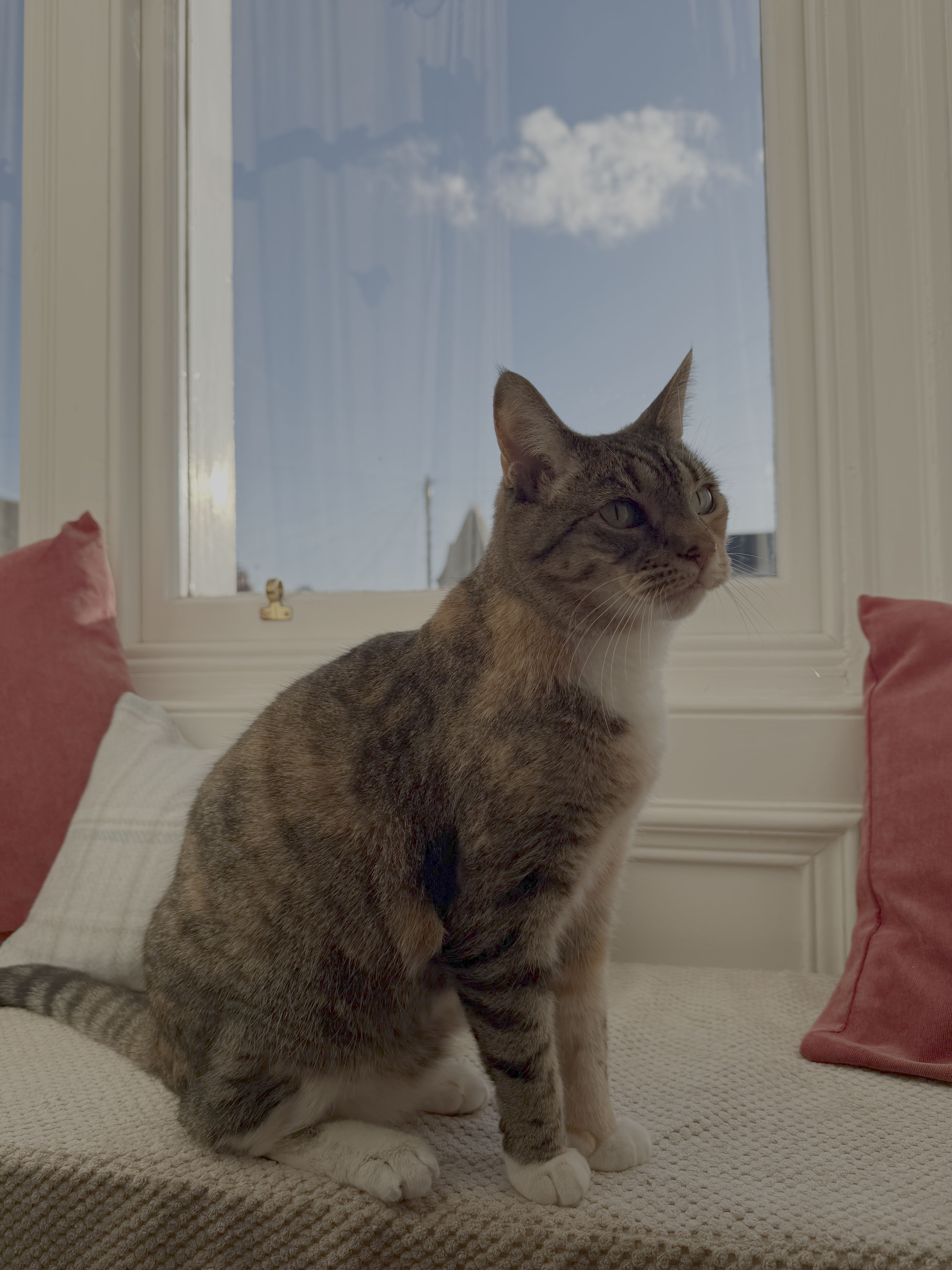 A picture of the same beautiful tabby cat, sitting in front of a window.